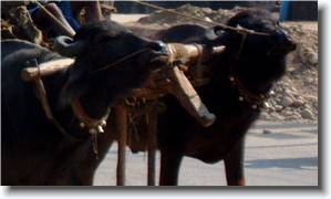 Click for the original image